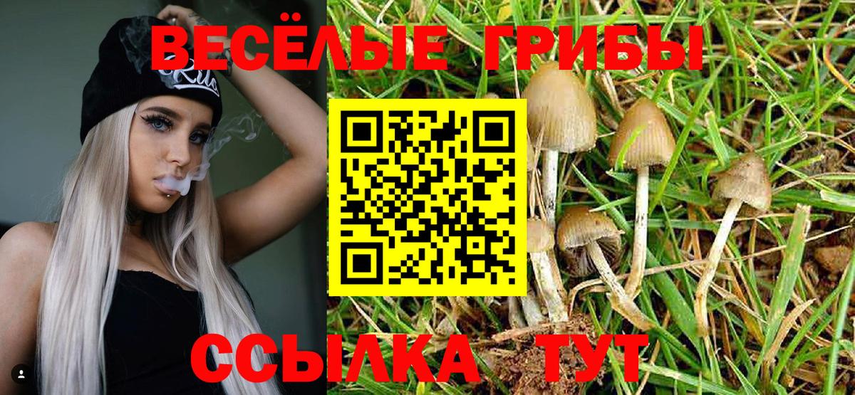 Галлюциногенные грибы Cubensis Бийск